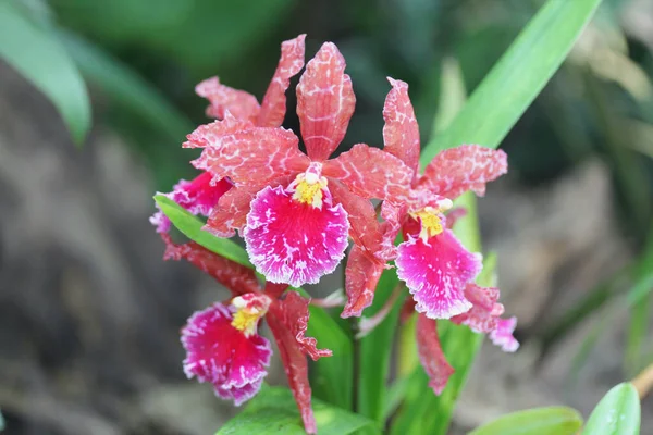 Οικογένεια Ορχιδέων Orchidaceae Είναι Μια Κοσμοπολίτικη Οικογένεια Φυτών — Φωτογραφία Αρχείου