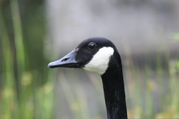 加拿大鹅 Branta Canadensis 是一种属于Anatidae科的鸟类 — 图库照片