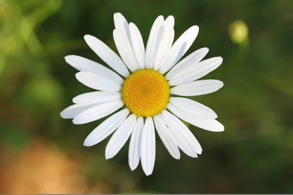 Κλείσιμο Μαργαρίτας Λευκά Άνθη — Φωτογραφία Αρχείου