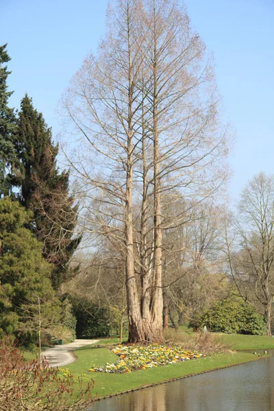 Arka Planda Mavi Gökyüzü Olan Bir Standalone Ağacı — Stok fotoğraf
