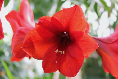 Hibiscus (Hibiscus), Mallow familyasından bir kuş cinsidir.