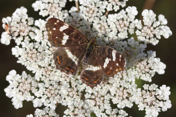 Araschnia Levana Est Papillon Famille Des Nymphalidae — Photo