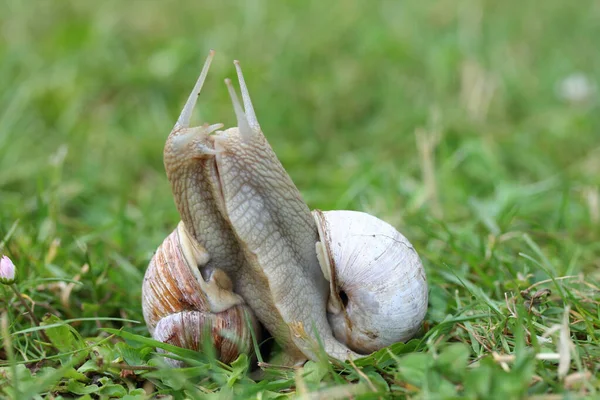 ローマのカタツムリ Helix Pomatia — ストック写真