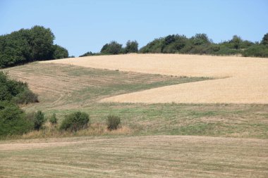 Buğday tarlaları ve ormanlı bir manzara.
