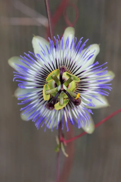 Close Van Een Blauwe Passiebloem Passiflora Caerulea — Stockfoto