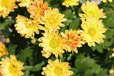 Çiçek açan sarı çiçeğin yakın çekimi