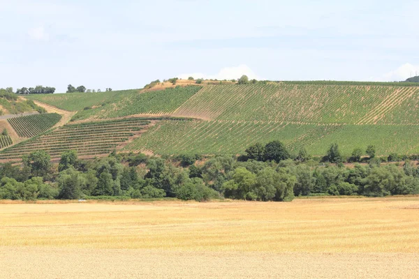 Krajobraz Winnicami Polami Kukurydzy Lasami — Zdjęcie stockowe
