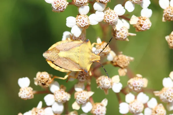 Green Shield Bug Palomena Prasina Bug Family Stink Bugs Pentatomidae — Stok fotoğraf