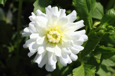 Yıldız çiçeği (