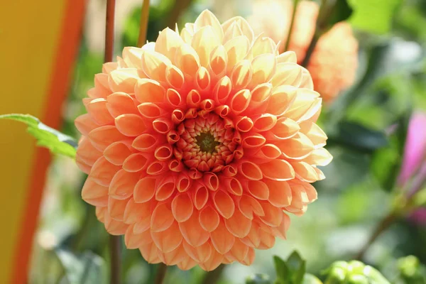 Dahlia Género Botânico Pertencente Família Asteraceae — Fotografia de Stock