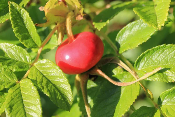 Siccome Rosa Canina Chiamata Noci Riunenti Non Tossiche Generi Diversi — Foto Stock