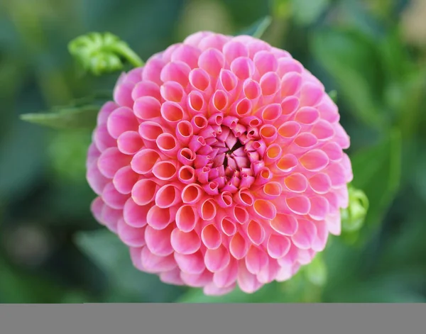 Далия Dahlia Род Цветущих Растений Семейства Подсолнечников Asteraceae — стоковое фото