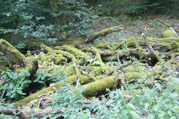 Doğal Orman Ortamında Ölü Bir Ağaç — Stok fotoğraf