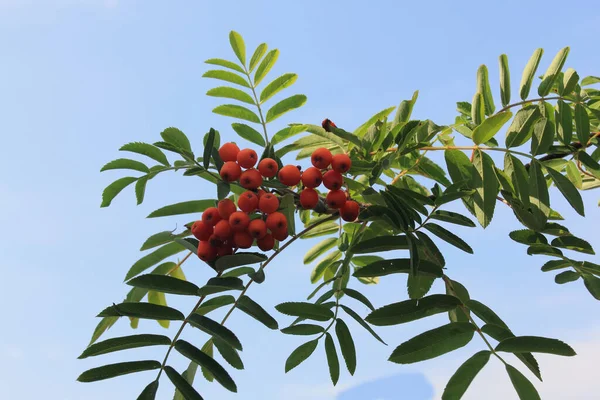 Ripe Fruit Rowan Tree Sorbus Aucuparia — Φωτογραφία Αρχείου