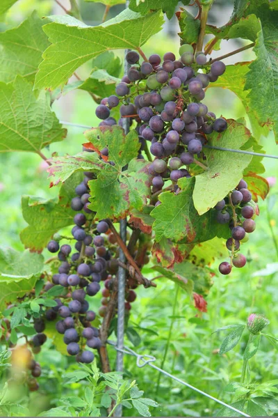 Uvas Rojas Maduras Colgando Vid —  Fotos de Stock