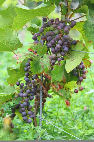 Ripe Red Grapes Hanging Vine — Stock Photo, Image