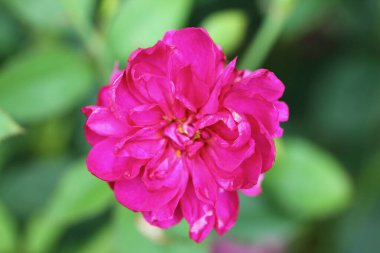 Gül, gülgiller (Rosaceae) familyasından, Rosa cinsinin uzun ömürlü bir çiçeğidir.