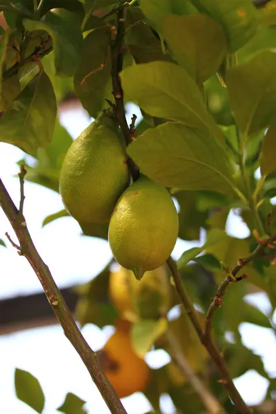 Árbol Limón Con Varios Limones Maduros Hojas Verdes — Foto de Stock