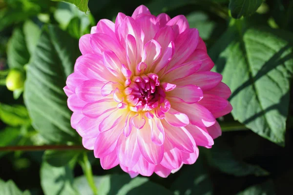 Dahlia Género Botânico Pertencente Família Asteraceae — Fotografia de Stock