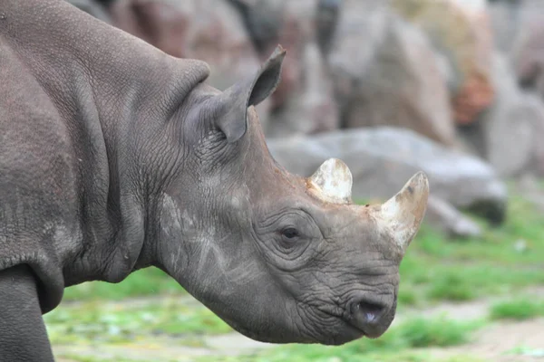 Белый Носорог Квадратные Губы Носорога Ceratotherium Simum Является Крупнейшим Сохранившимся — стоковое фото