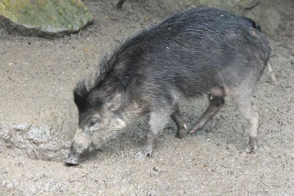 Cochon Verruqueux Visayen Sus Cebifrons Est Une Espèce Danger Critique — Photo