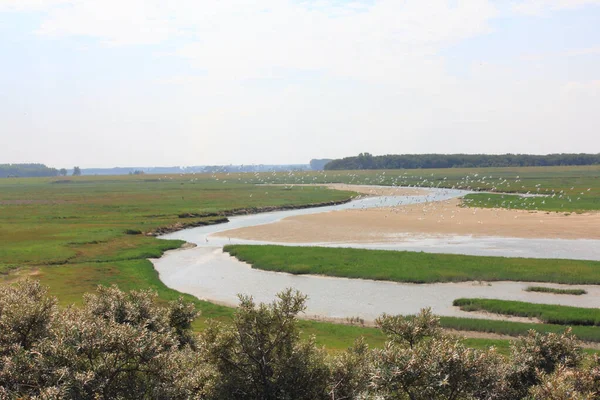 Природний Заповідник Цвін Кордоні Бельгії Нідерланди — стокове фото