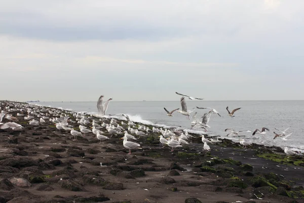 The European herring gull (Larus argentatus) is a large gull. One of the best known of all gulls along the shores of western Europe, it was once abundant.