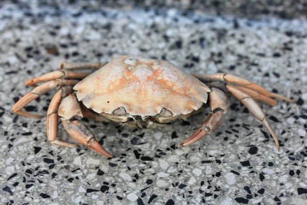 Close Caranguejo Praia Morto Carcinus Maenas — Fotografia de Stock