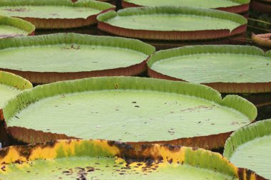Victoria amazonica, nilüfergiller (Nymphaeaceae) familyasından bir bitki türü. Guyana 'nın ulusal çiçeği.