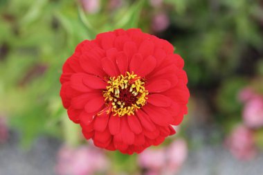 Yıldız çiçeği (