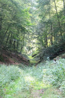 Arka planda ağaçlar ve çalılar olan bir açıklık