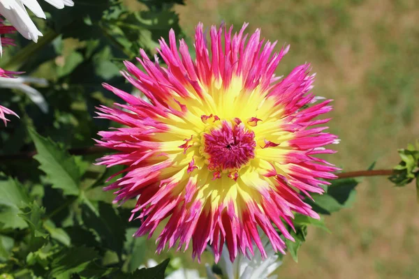 Dahlia Género Plantas Con Flores Perteneciente Familia Asteraceae — Foto de Stock