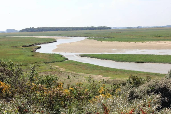 Naturschutzgebiet Zwin Der Grenze Belgien Den Niederlanden — Stockfoto