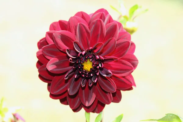 Dahlia Género Botânico Pertencente Família Asteraceae — Fotografia de Stock