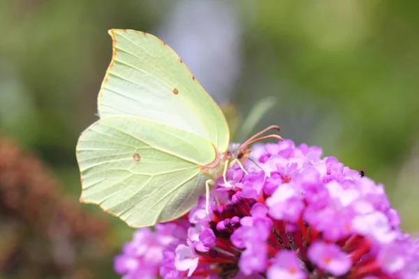 Brimstone Gonepteryx Rhamni Butterfly Butterfly Family Whites Pieridae — Fotografia de Stock