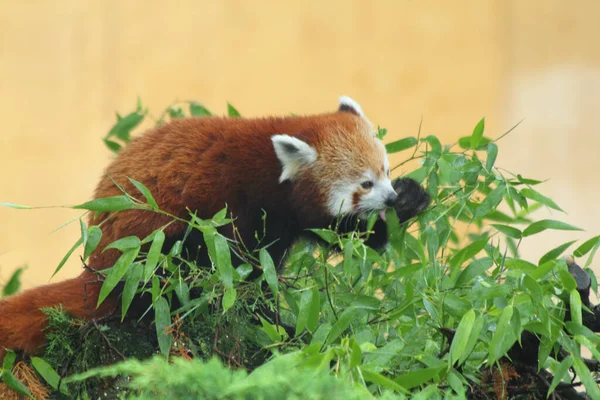 Panda Rouge Ailurus Fulgens Aussi Appelé Petit Panda Ours Rouge — Photo