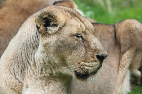 Lion Panthera Leo Species Cats — Stock Photo, Image