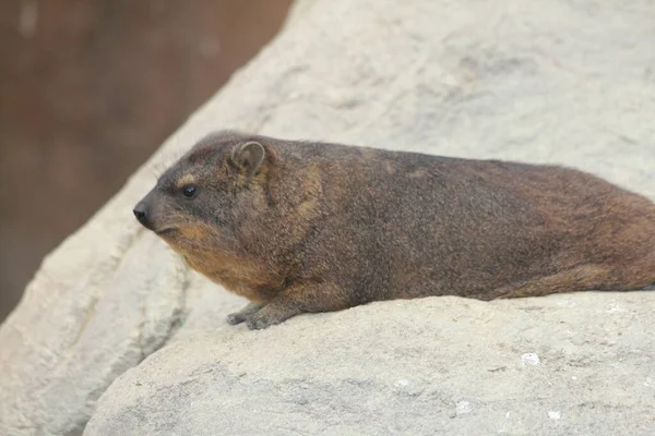 Hyrax Des Rochers Procavia Capensis Aussi Appelé Blaireau Des Rochers Photos De Stock Libres De Droits