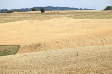 Büyük bir mısır tarlası, hasat için hazır.