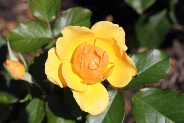 Een Roos Een Houtachtige Vaste Plant Van Het Geslacht Rosa — Stockfoto