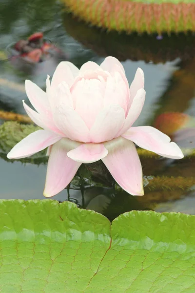 Victoria Amazonica Una Especie Planta Fanerógama Perteneciente Familia Nymphaeaceae Flor Imagen De Stock