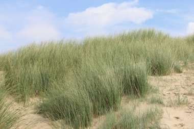 Hollanda 'da Kuzey Denizi' ndeki kum tepeleri
