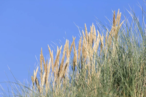 Ammophila Arenaria Species Grass One Two Species Genus Ammophila Marram — Stockfoto