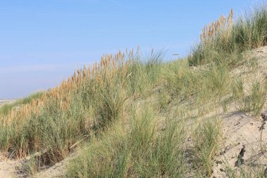 Hollanda 'da Kuzey Denizi' ndeki kum tepeleri