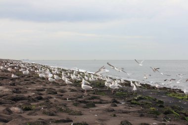 The European herring gull (Larus argentatus) is a large gull. One of the best known of all gulls along the shores of western Europe, it was once abundant.   	