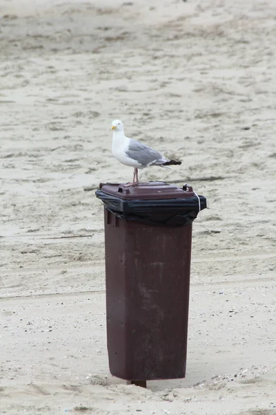 The European herring gull (Larus argentatus) is a large gull. One of the best known of all gulls along the shores of western Europe, it was once abundant.