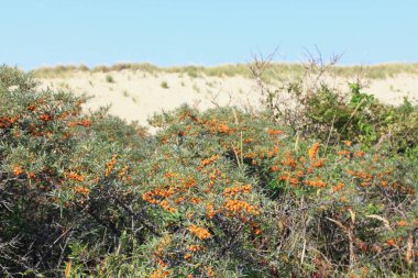 Hollanda 'da Kuzey Denizi' ndeki kum tepeleri