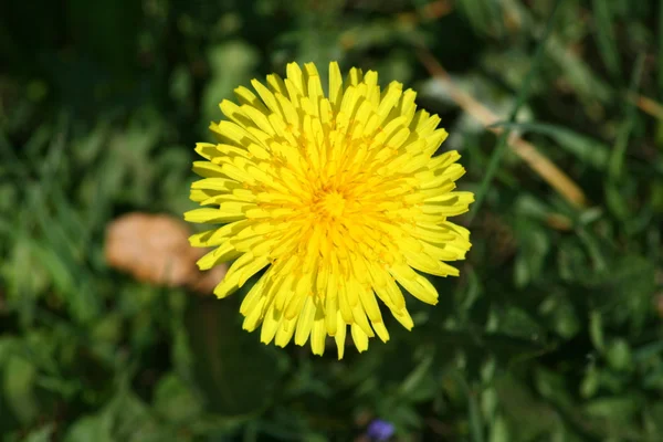 Flor de diente de león amarillo — Foto de Stock