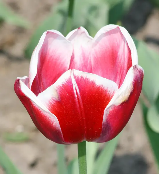 Tulip — стокове фото