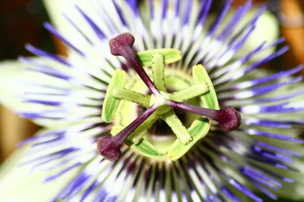 Fleur de passion (Passiflora caerulea ) — Photo